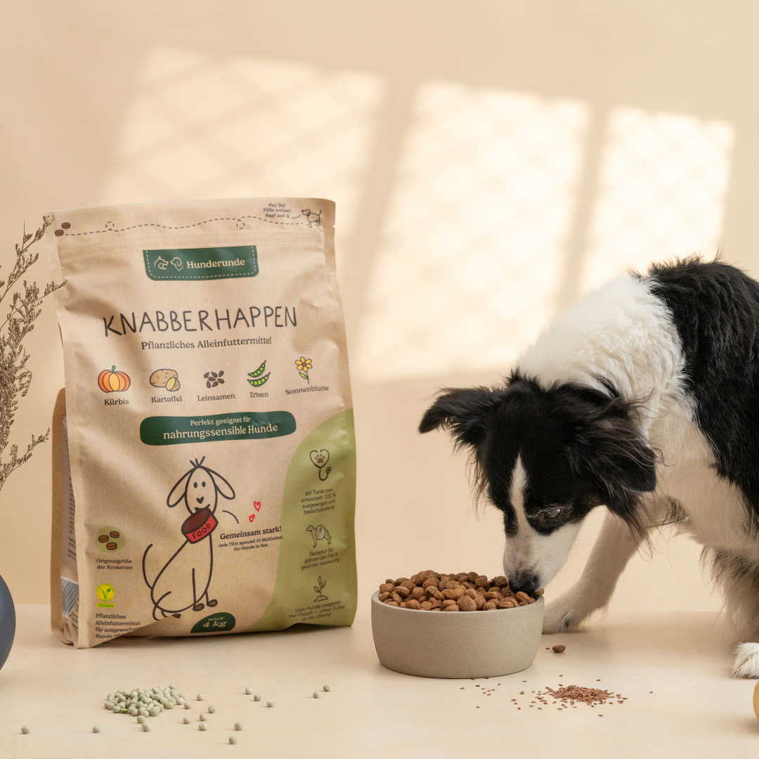 Veganes Hundefutter richtig umstellen