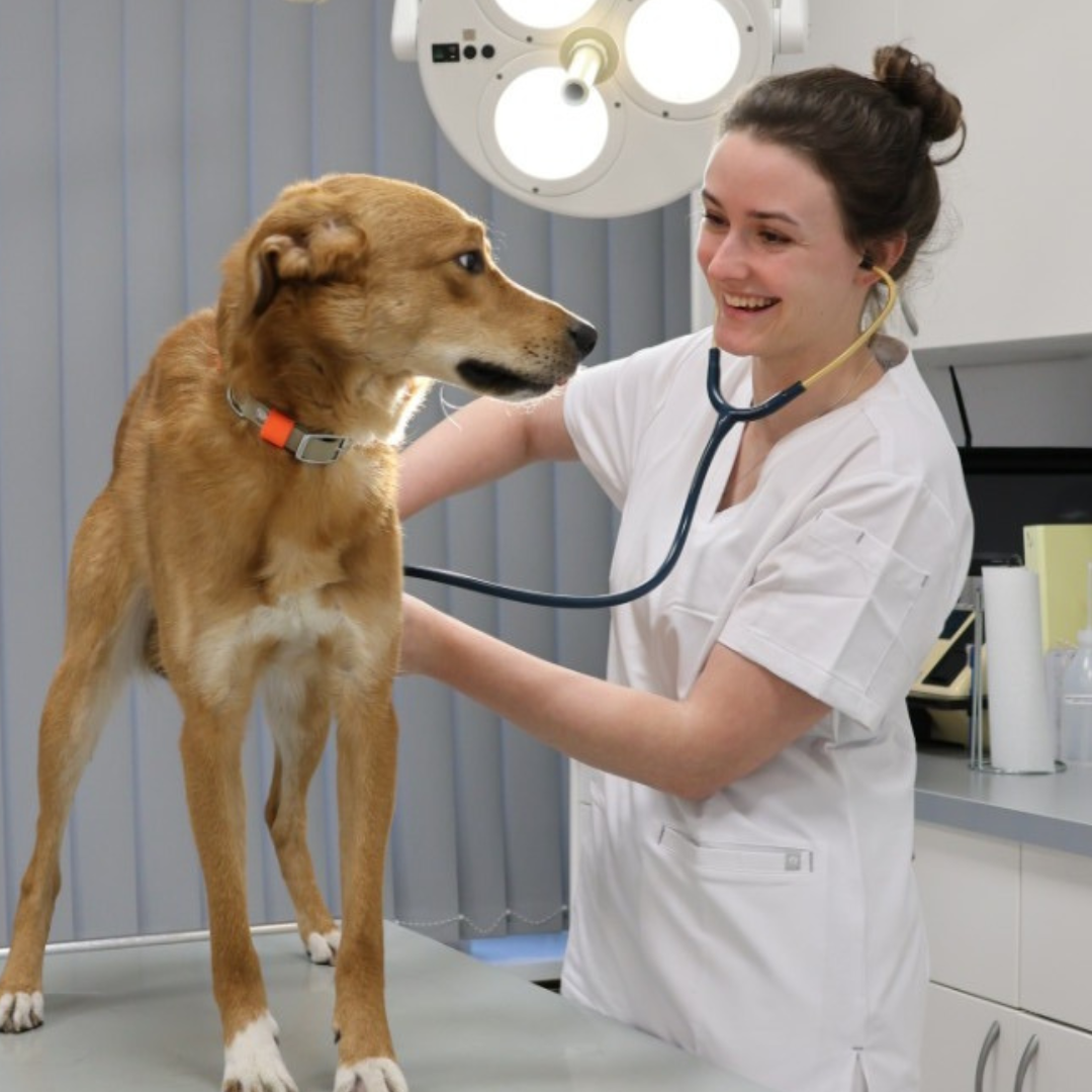 Ein Hund, der von einer Tierärztin untersucht wird.