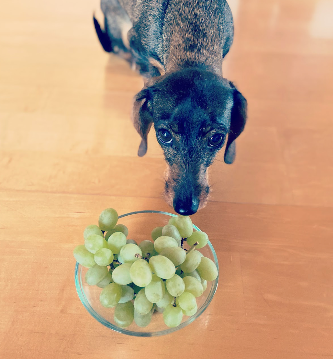 Vorsicht, giftig! Diese Lebensmittel sind gefährlich für Hunde