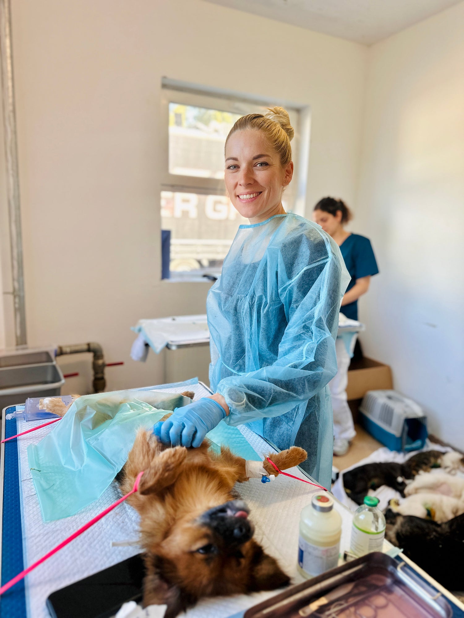 Mythos Tierschutzhund – eine differenzierte Betrachtung