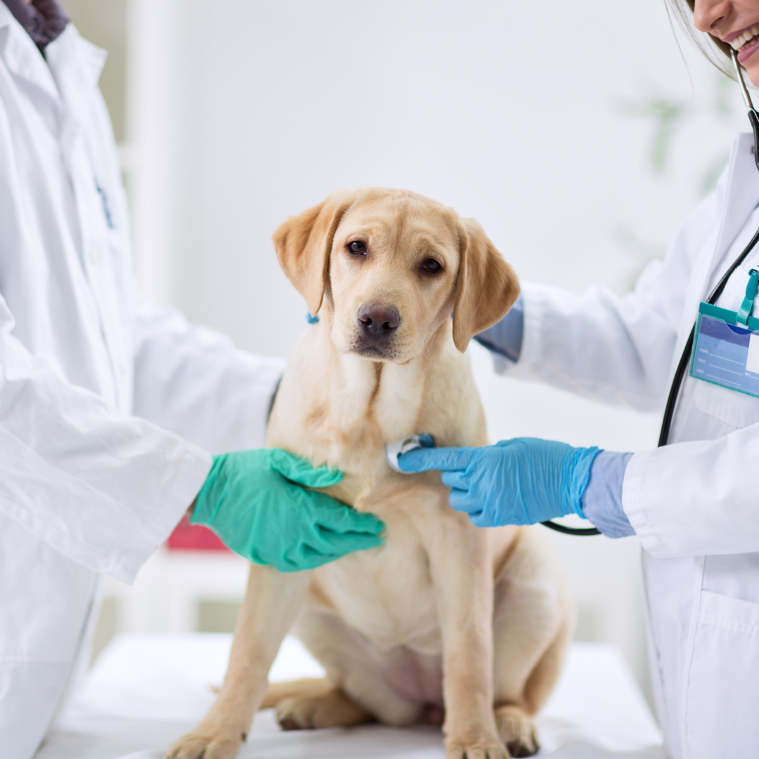 Notfallapotheke für Hundebesitzer: Was gehört hinein — und wie benutzt man es?