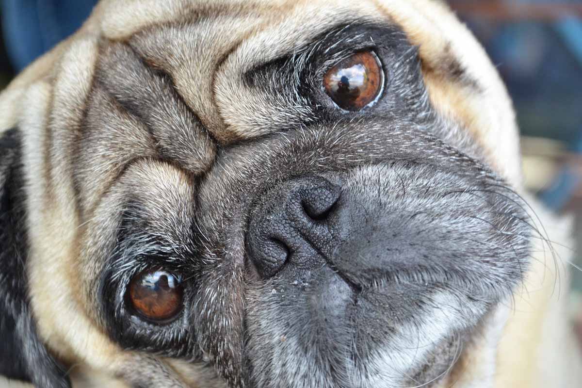 Ein Leben in Atemnot!