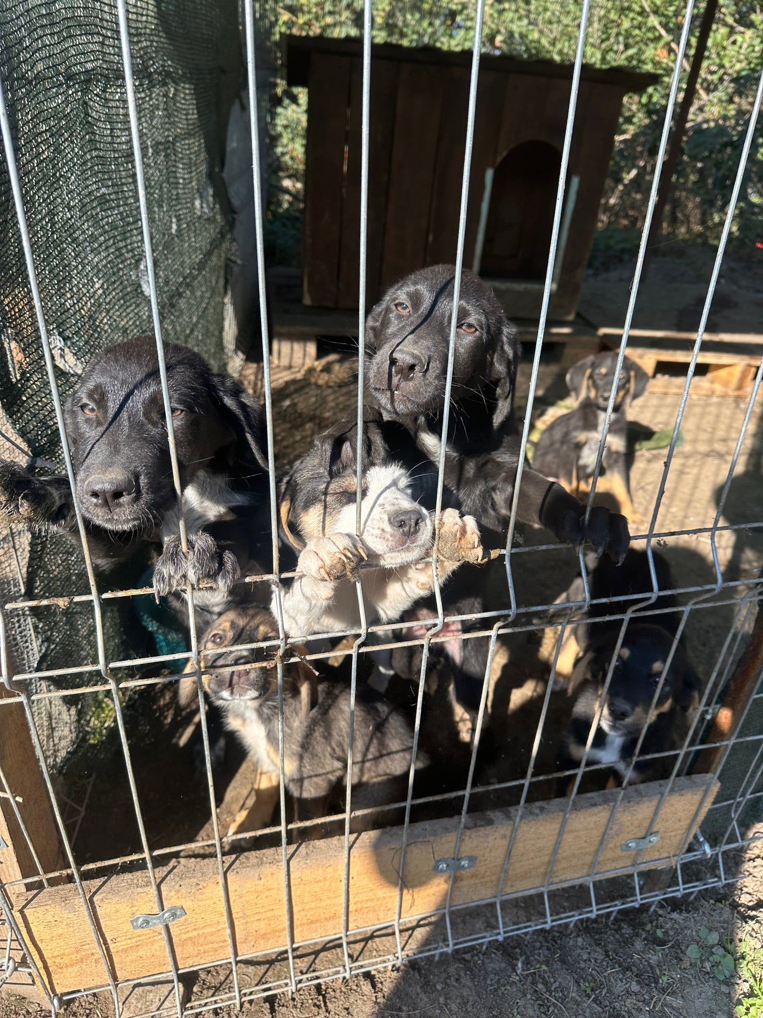 Warum Rassismus im Tierschutz keinen Halt macht