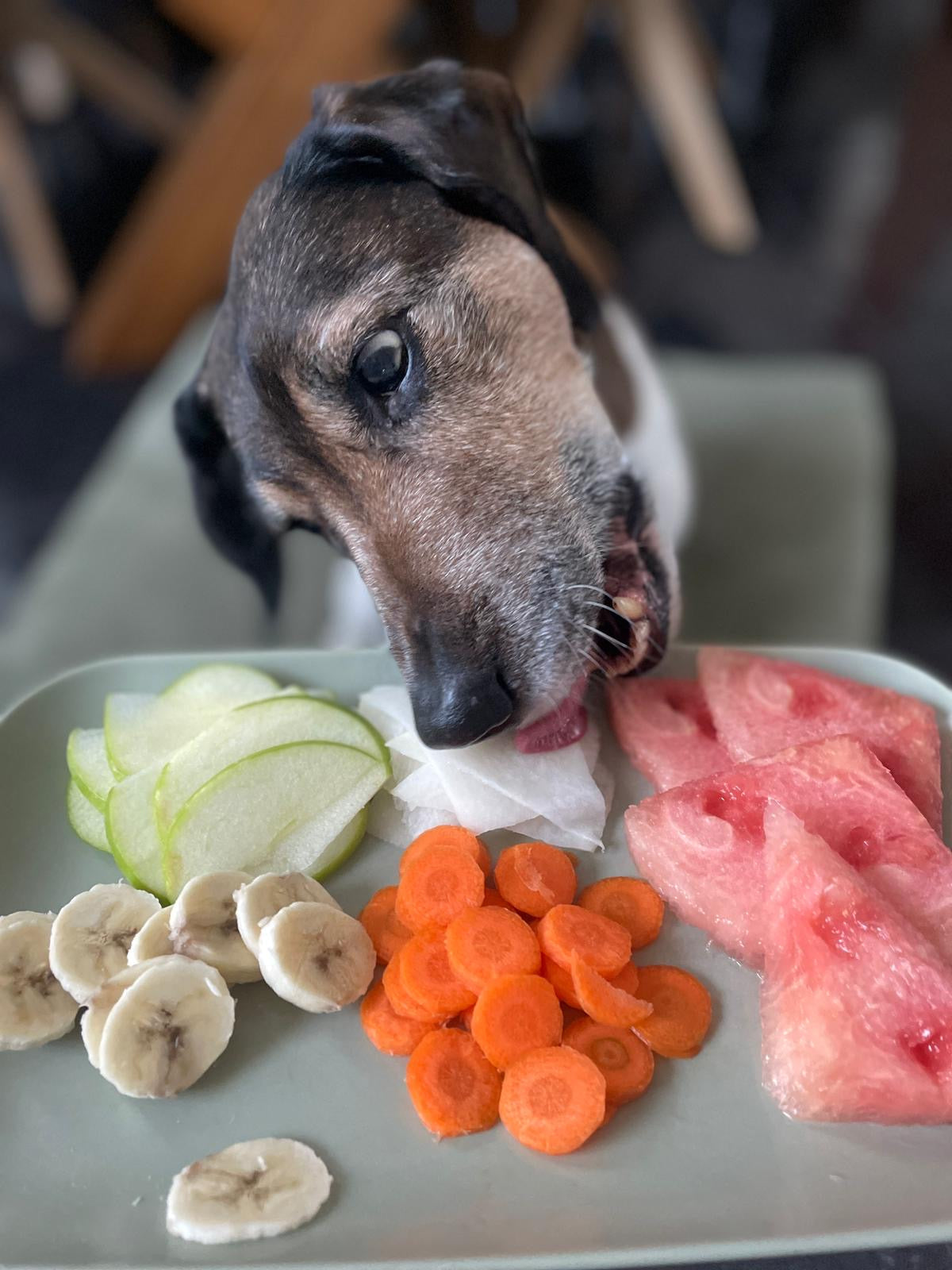 Darf mein Hund Obst und Gemüse essen? Diese 5 Sorten sind ideal!