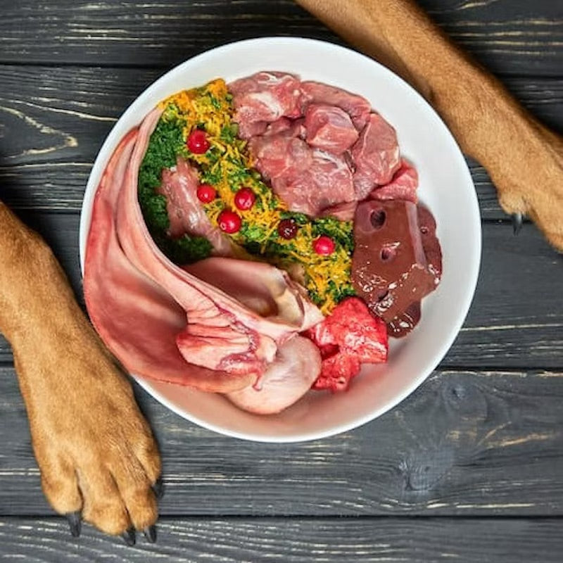 Salmonellen-Gefahr bei BARF: Was du wissen musst, um deinen Hund zu schützen