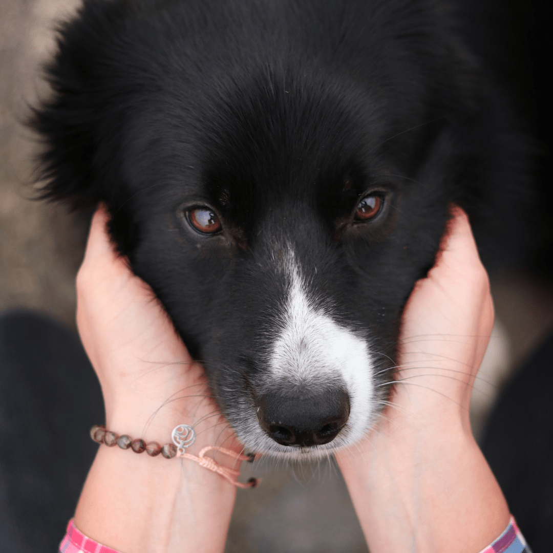 Hunde Armband