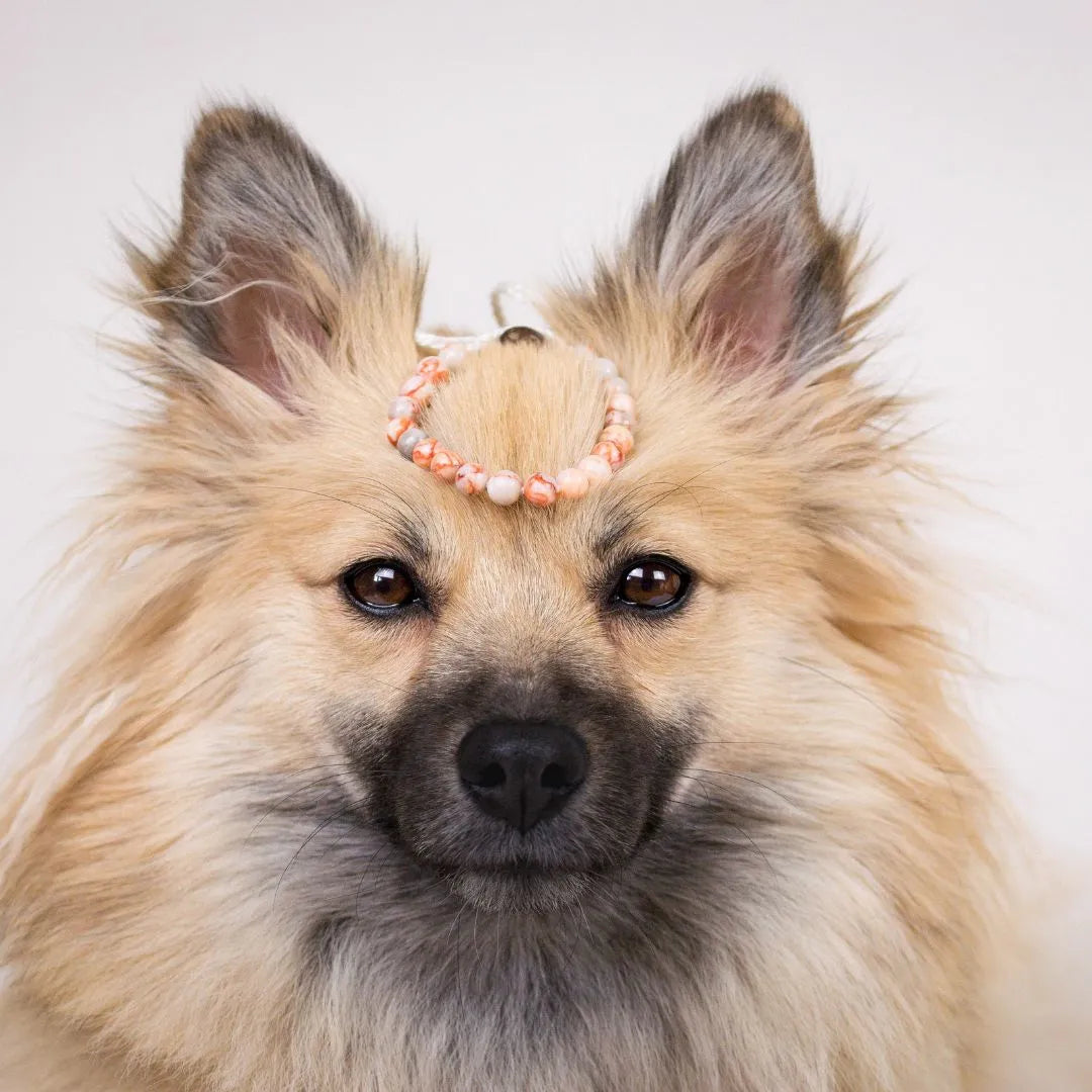 Mein Hunde Armband