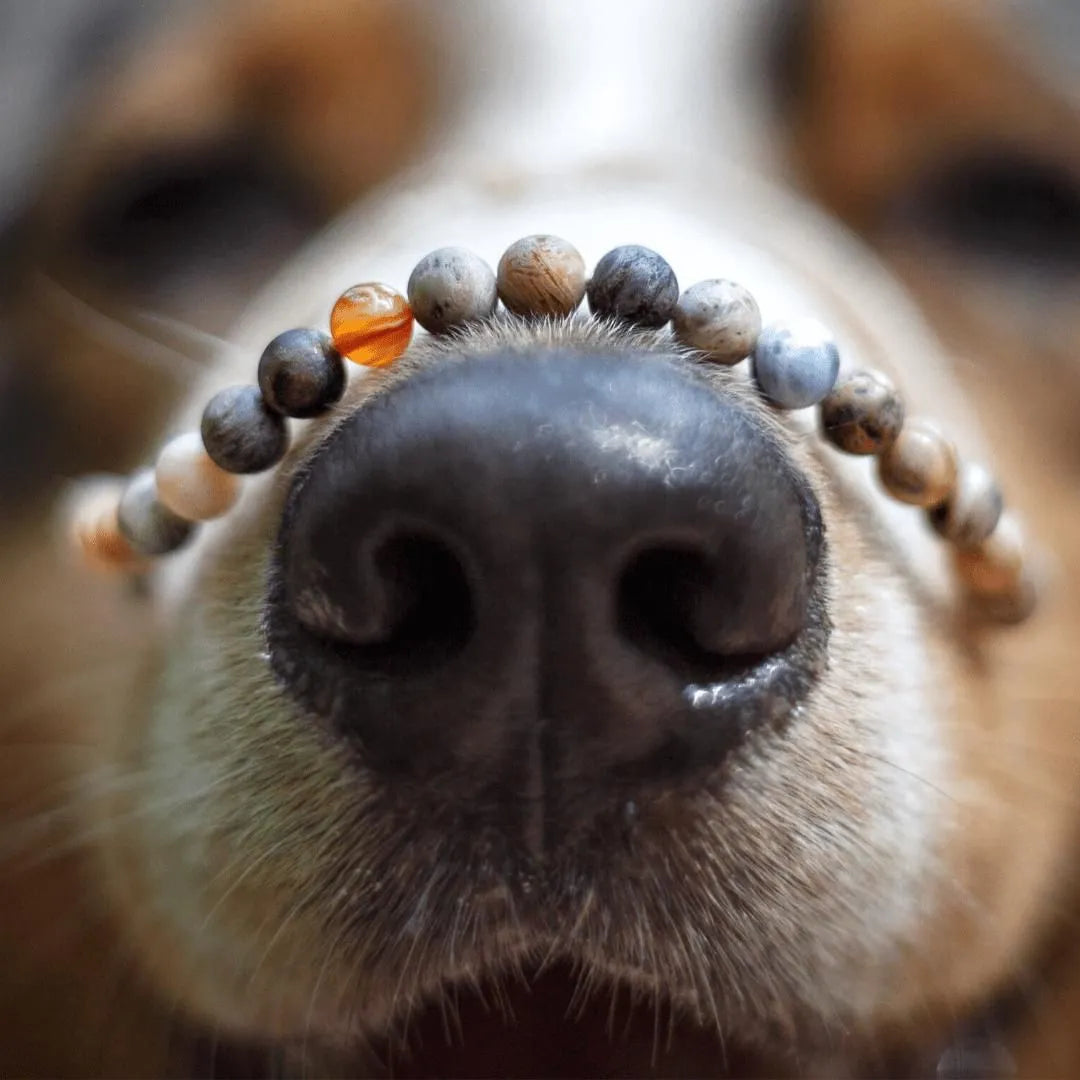 Mein Hunde Armband