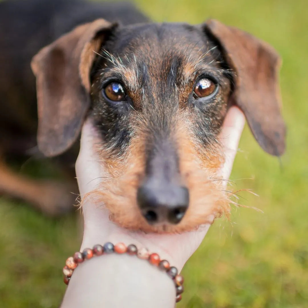 Mein Hunde Armband