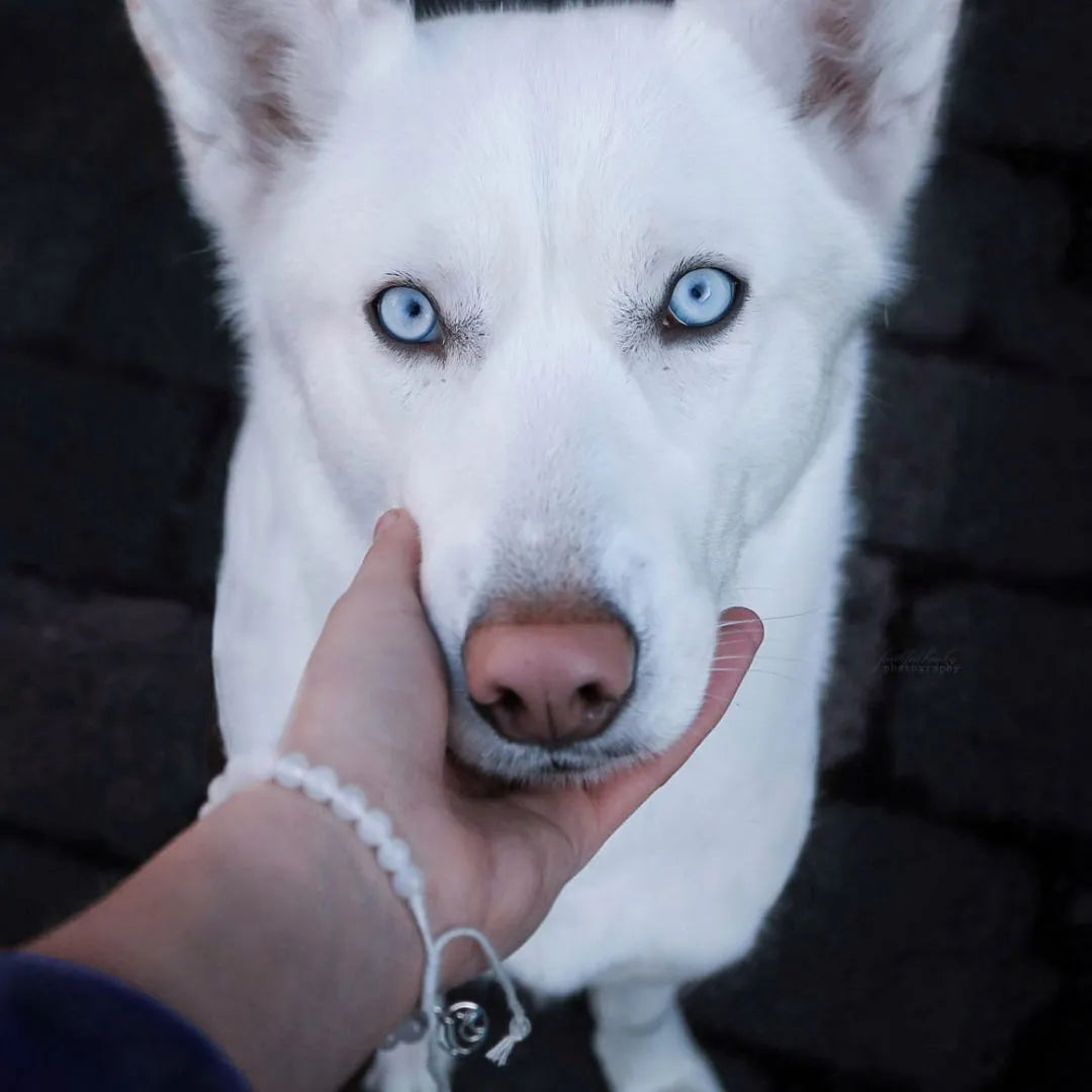 Mein Hunde Armband