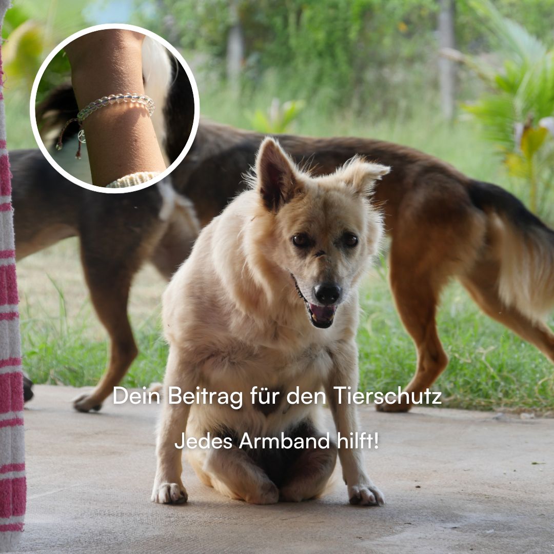 Regenbogen-Brücken Armband mit Gravur für Erinnerung an verstorbene Hunde, unterstützt Straßenhunde in Rumänien.