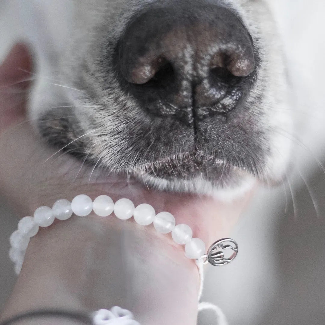 Mein Hunde Armband