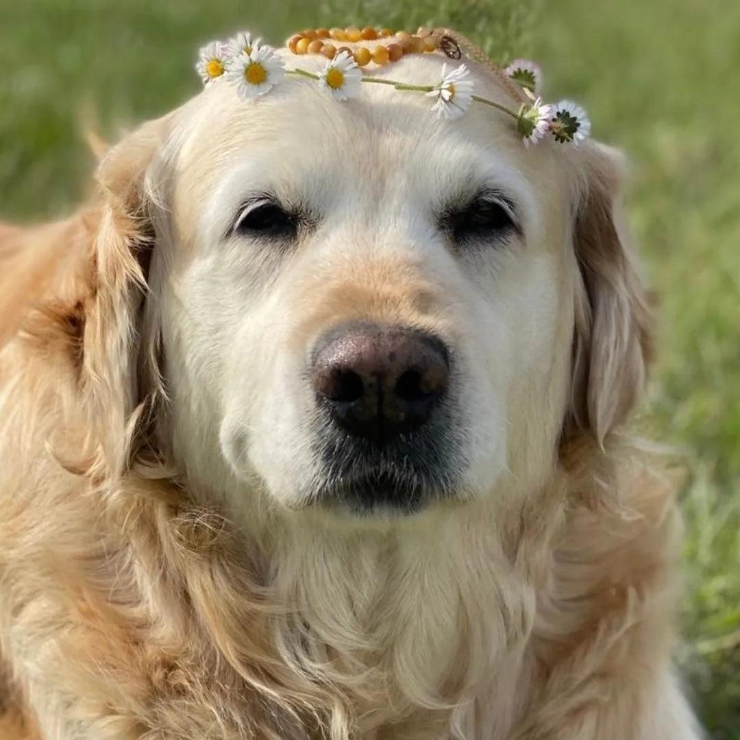 Mein Hunde Armband
