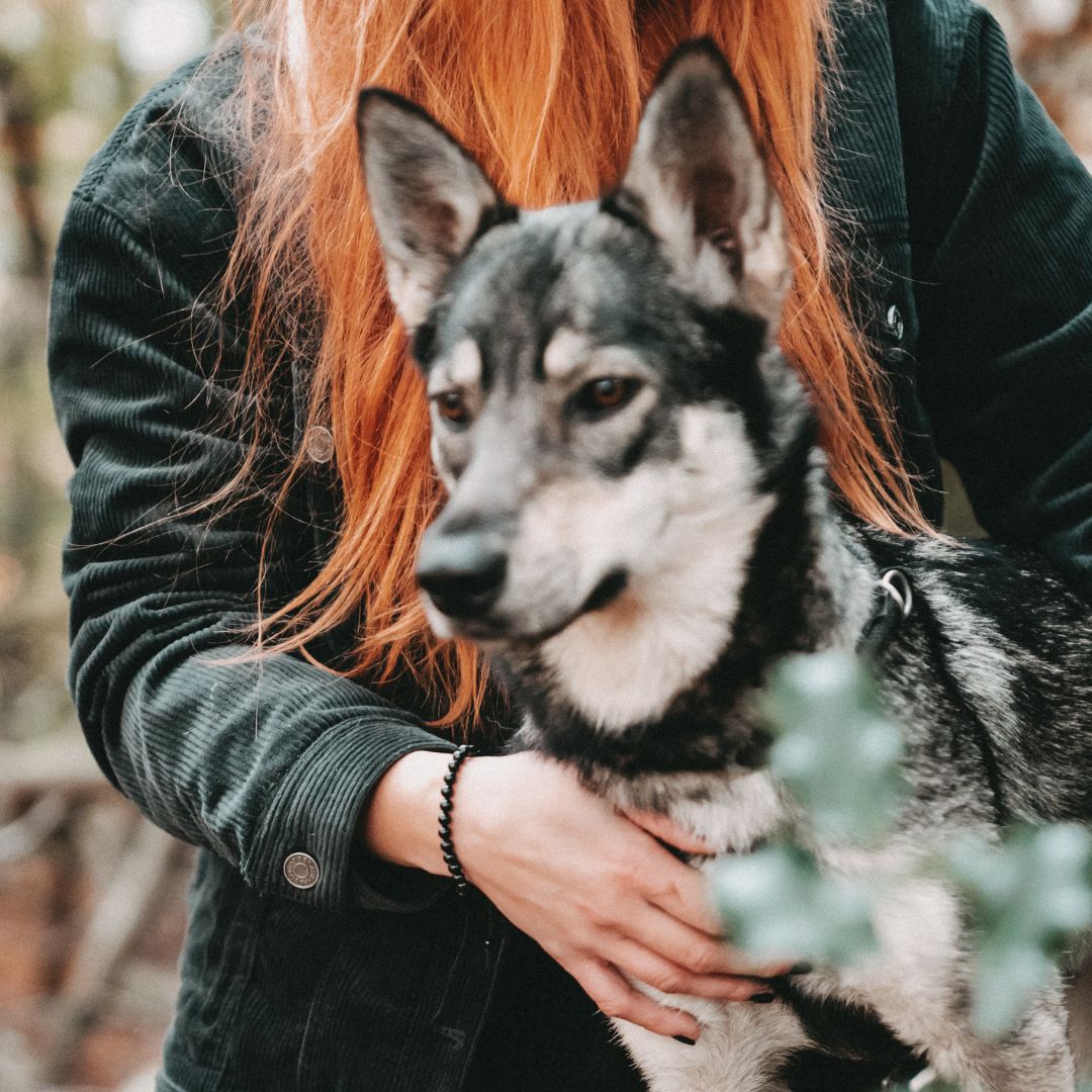 Mein Hunde Armband