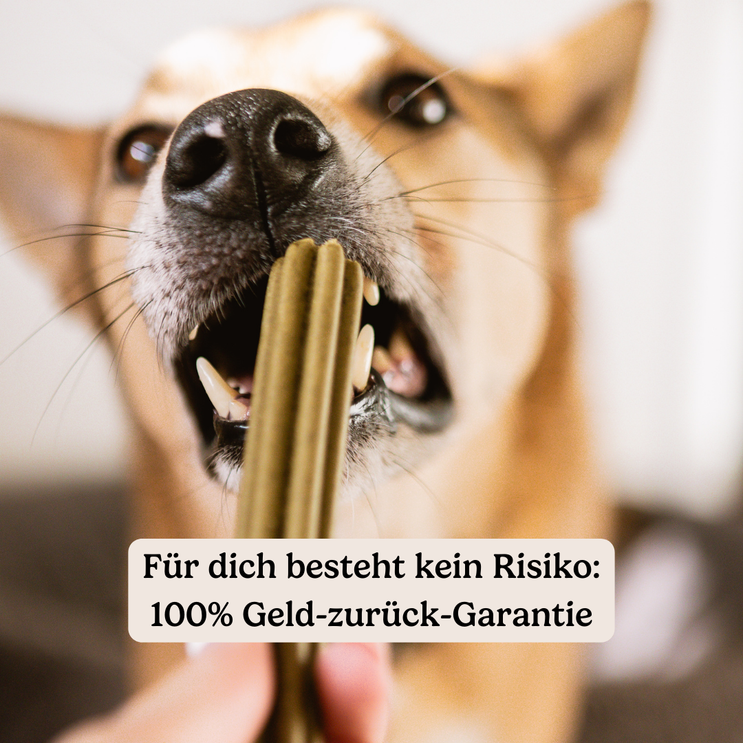 Dental Sticks Traumfänger