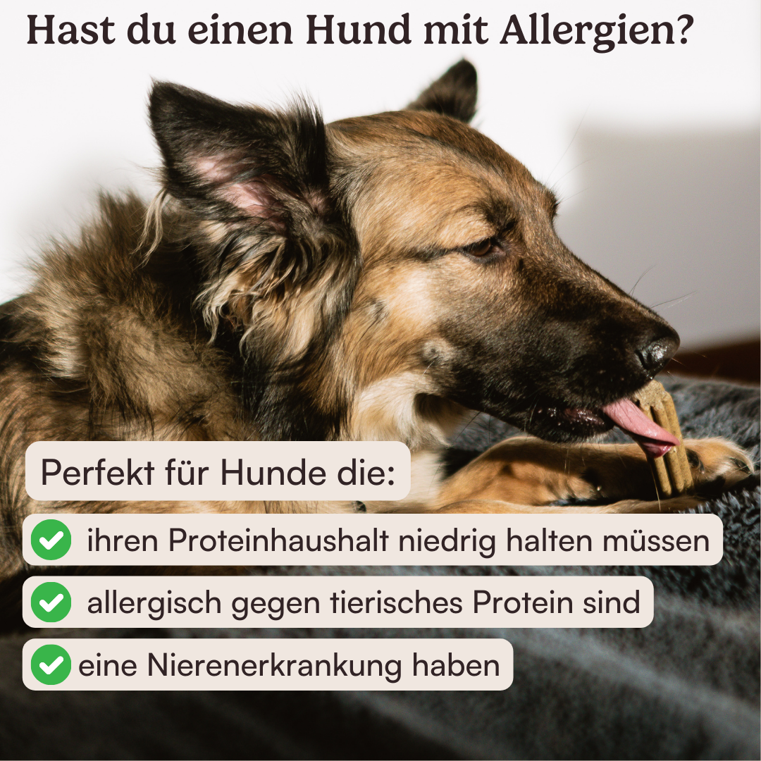 Dental Sticks Traumfänger