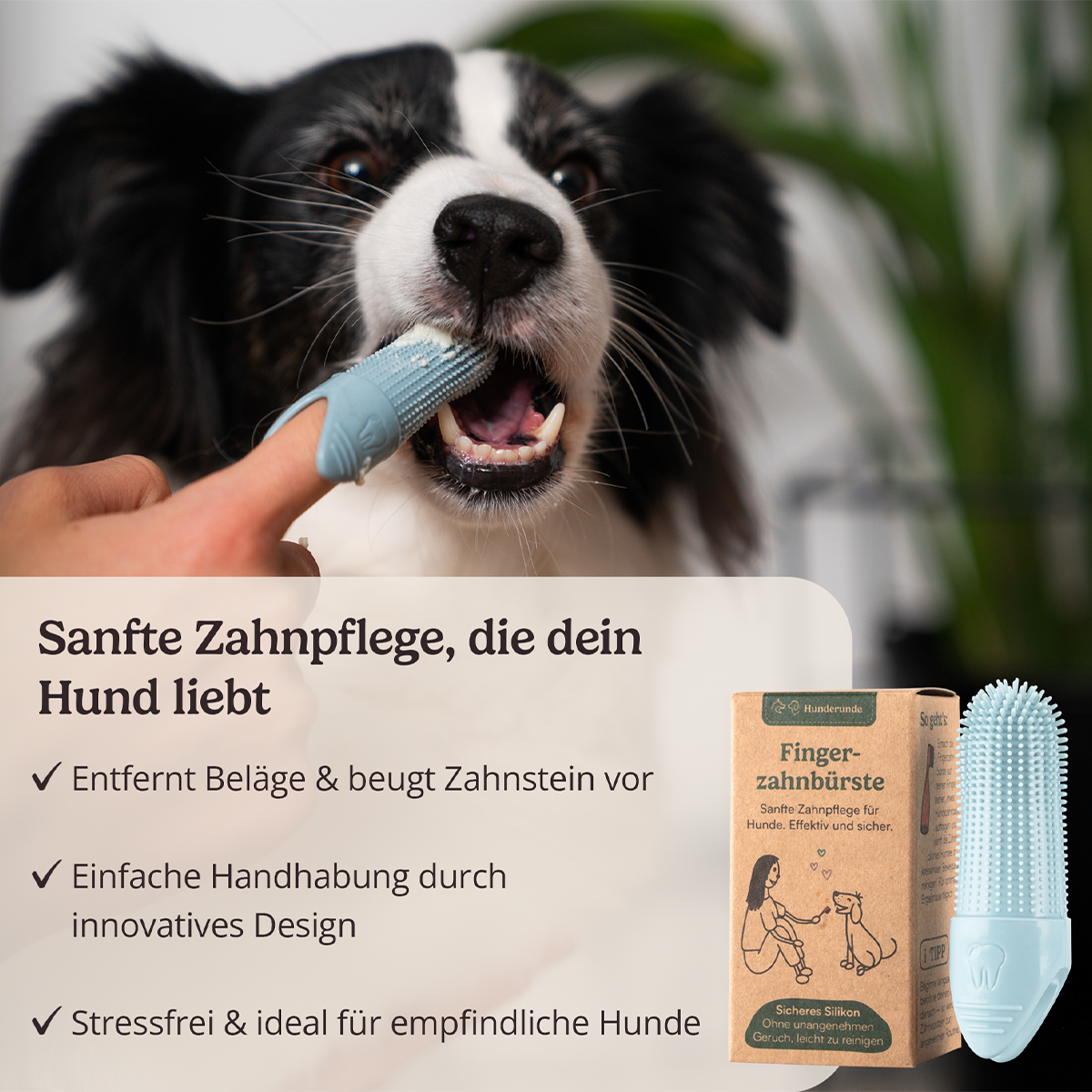 Hundezahnbürste - hygiensich & pflegeleicht