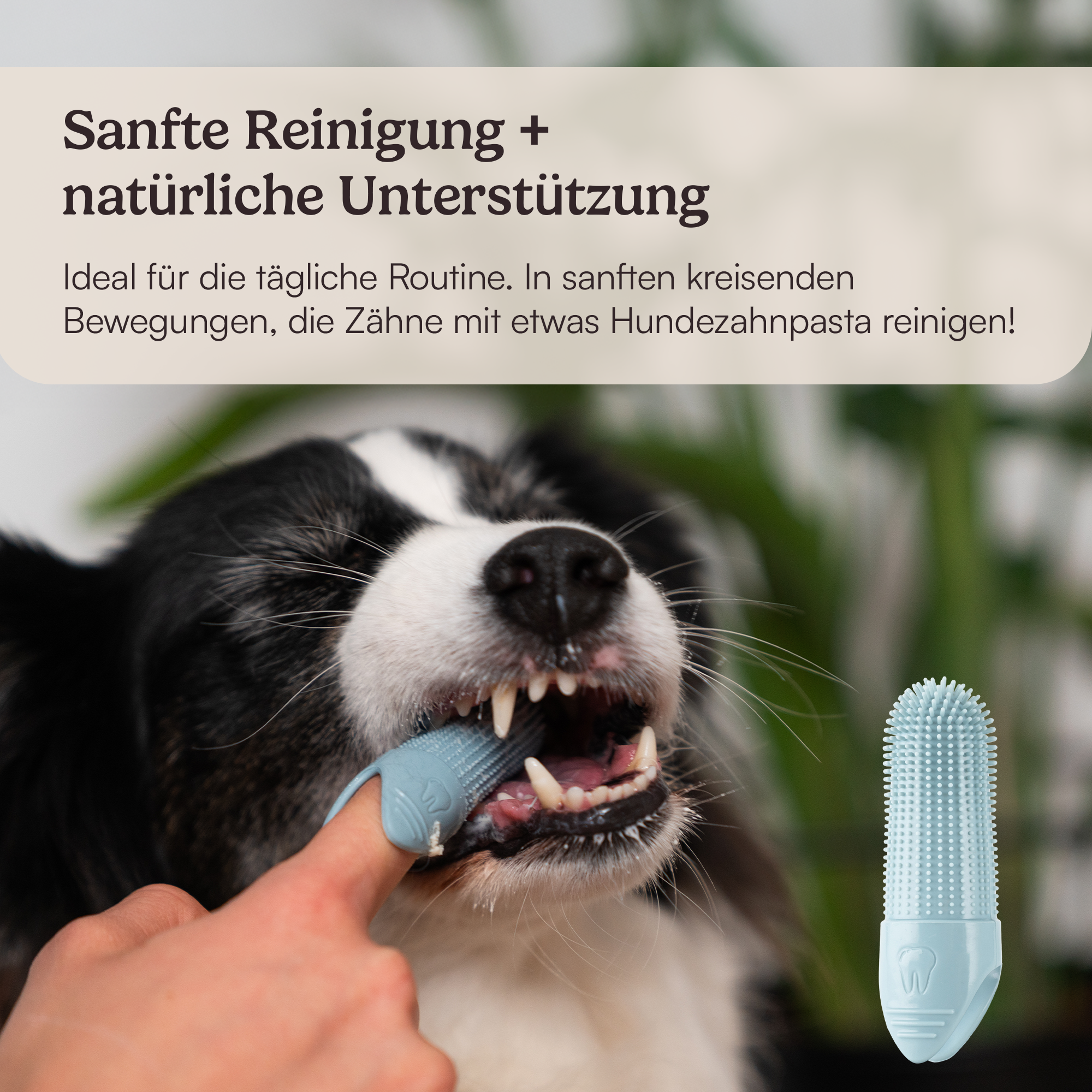 Hundezahnbürste - hygiensich & pflegeleicht