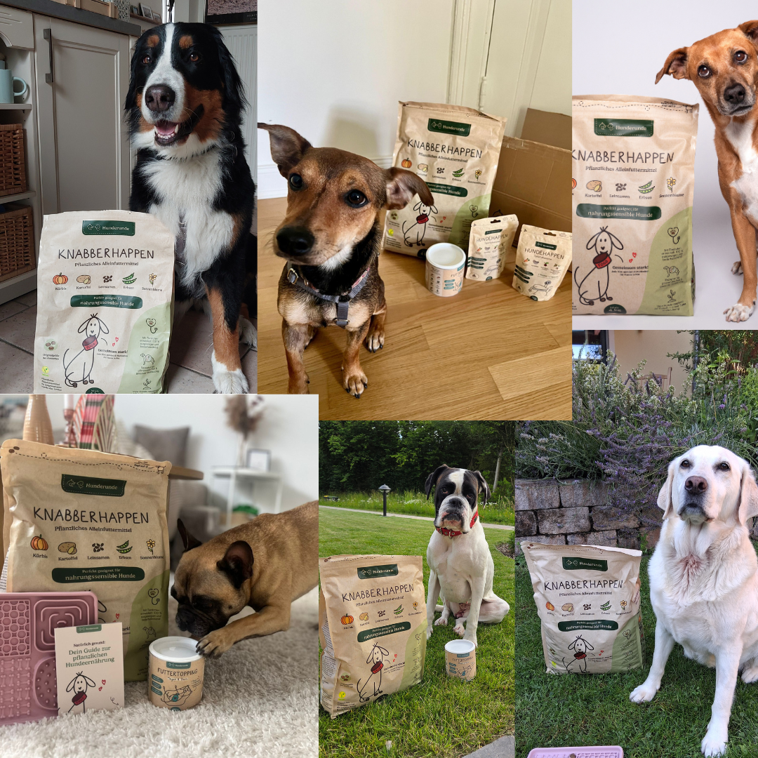 Hunderunde Knabberhappen mit verschiedenen Hunden