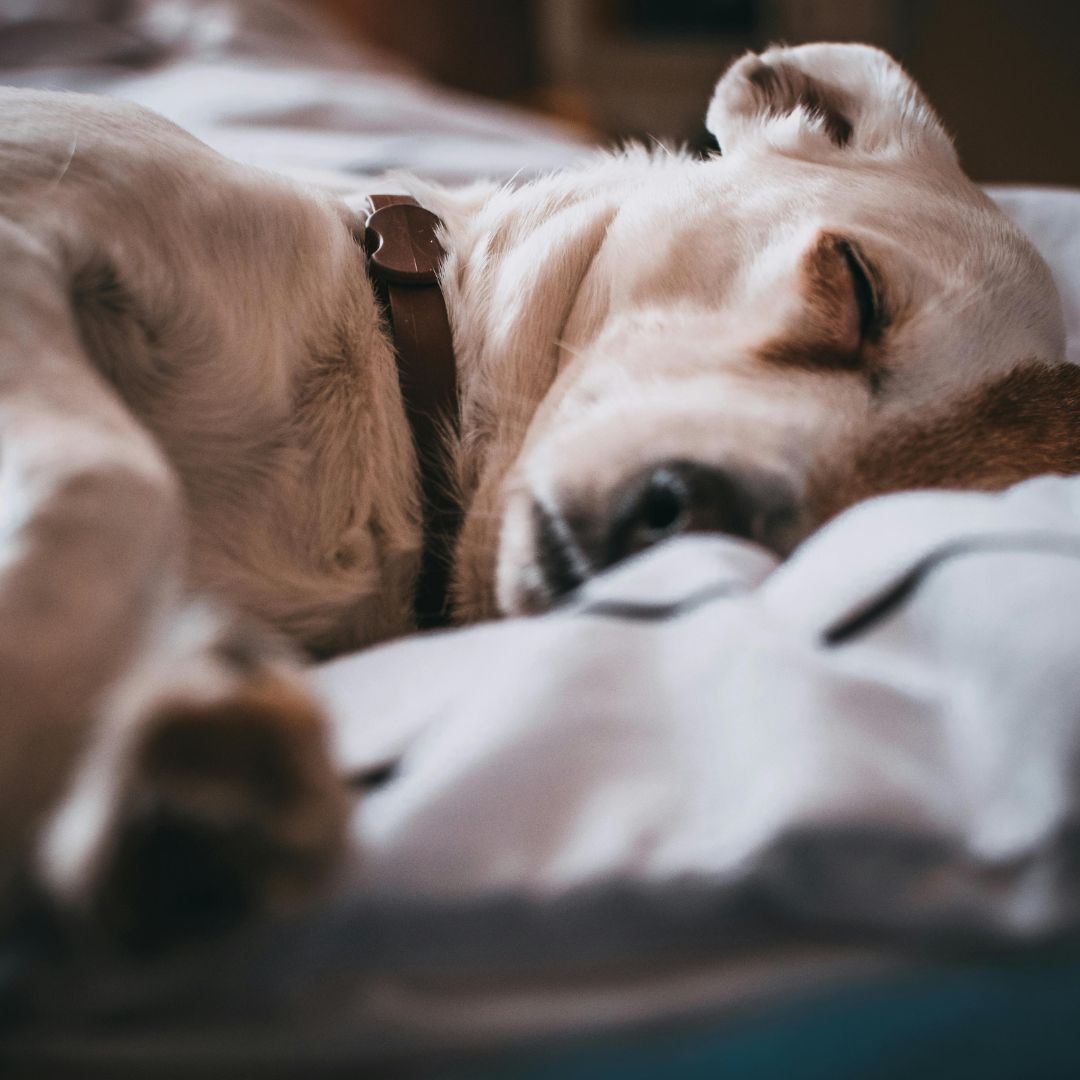 Verdauungsprobleme bei Hunden: Könnte ein Proteinüberschuss die Ursache sein?