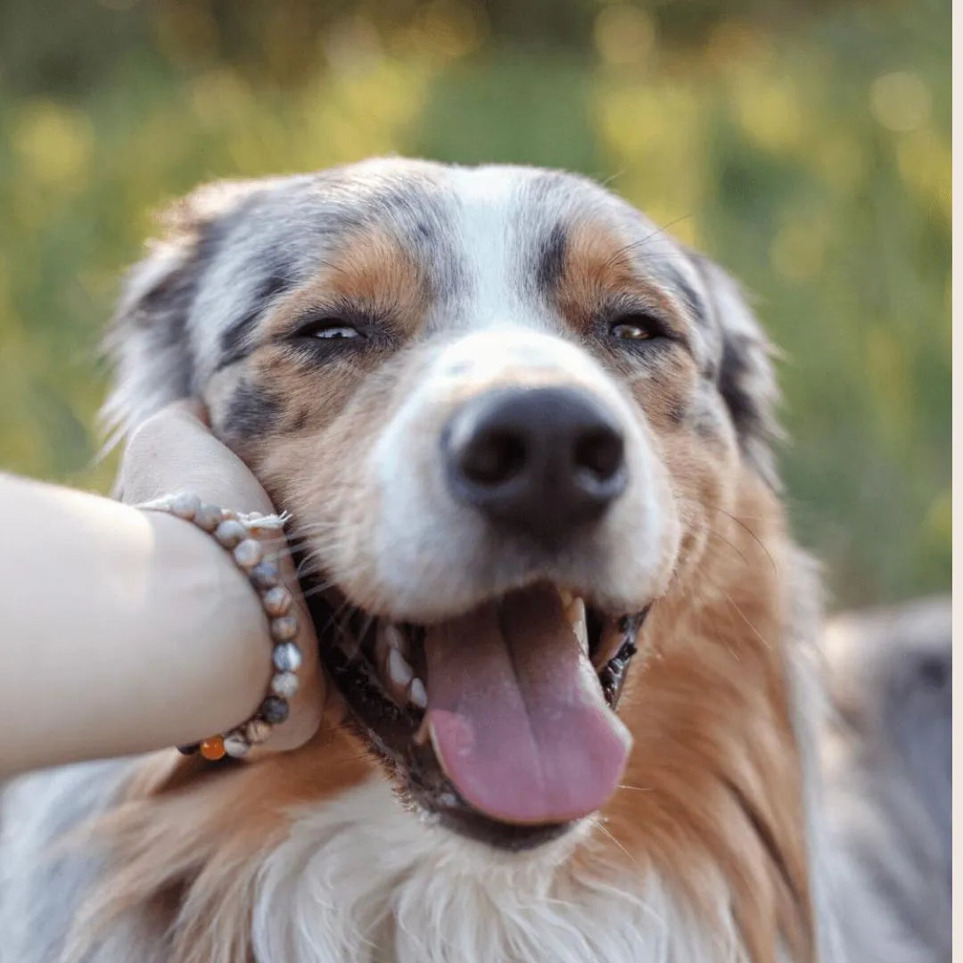 Ein gesunder Hund mit glänzendem Fell
