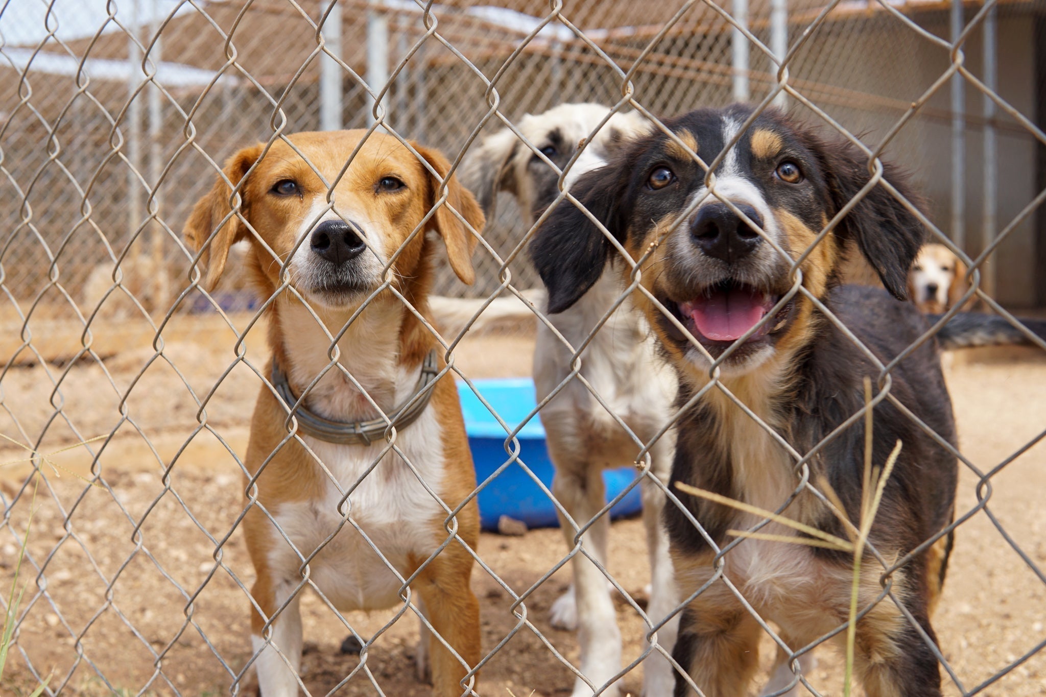 Der Tag, an dem wir nicht mehr wegschauen: Warum der Streunertag so wichtig ist