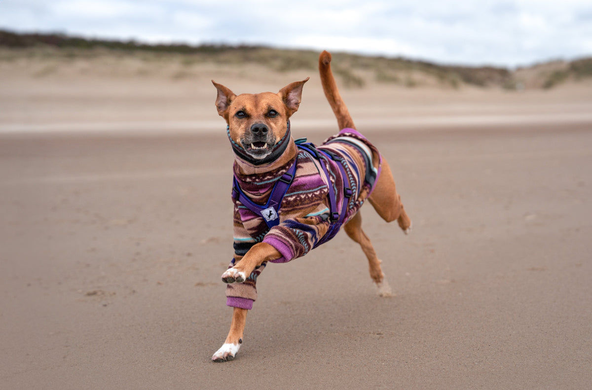 Meiner Hündin ging es schlecht – bis sie vegan wurde