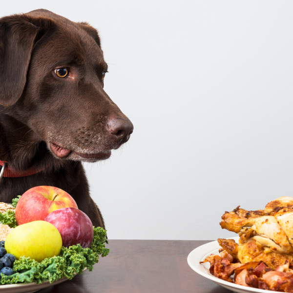 Hunde vegan füttern: Eine gute Alternative oder absolutes No-Go?