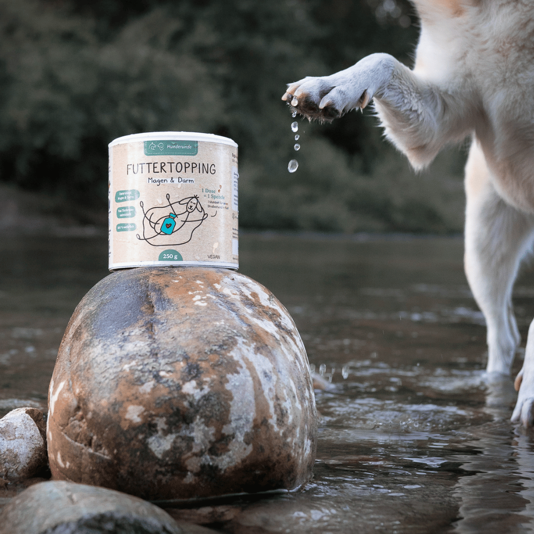 A dog's wet paw lifted beside a Topping Vorteilspaket can on a rock in a shallow stream outdoors.