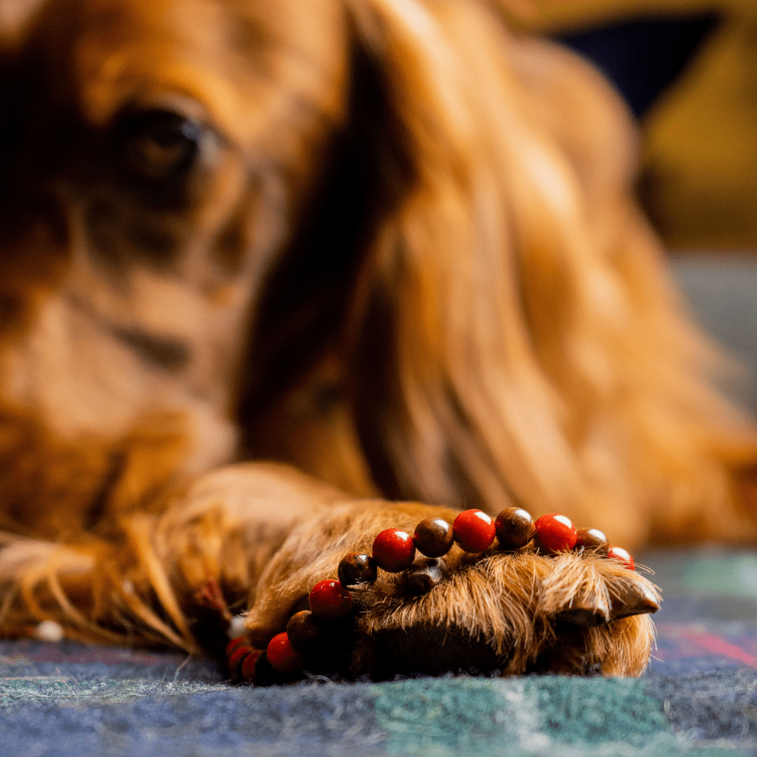 Herzenshund Armband