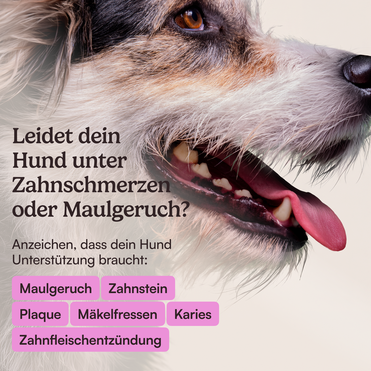 Futtertopping Maulfrische
