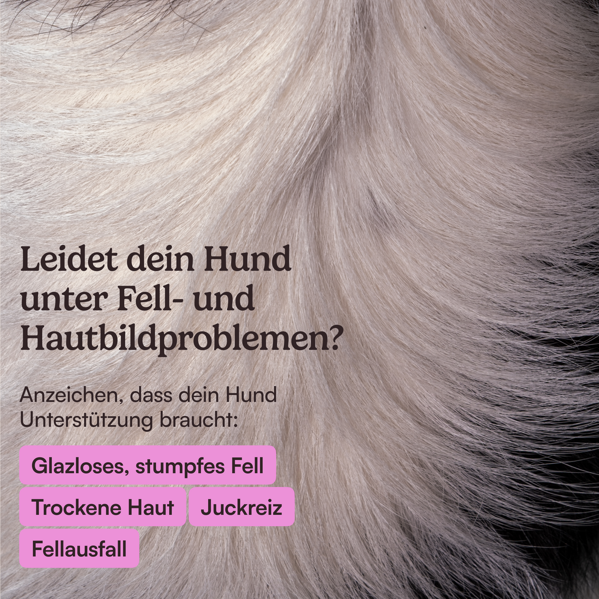 Futtertopping Fellglanz
